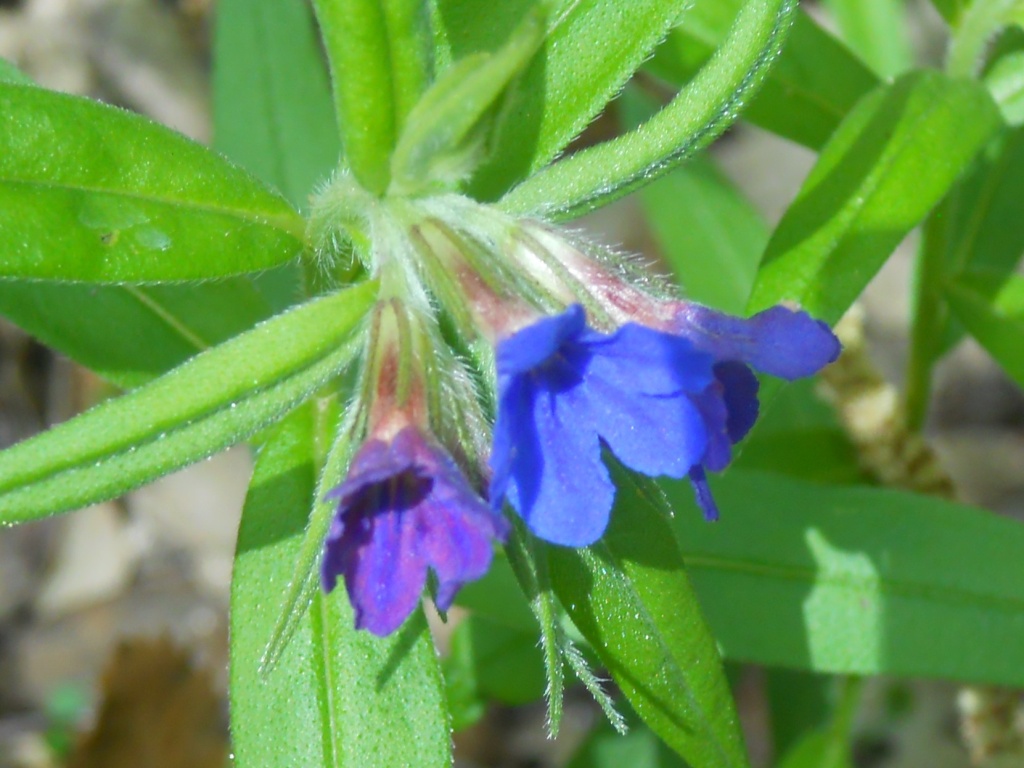 Buglossoides purpurocaerulea
